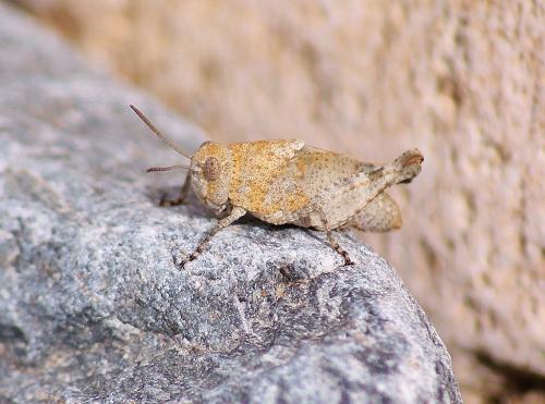 Réf. 285 110 : Oedipoda sp.